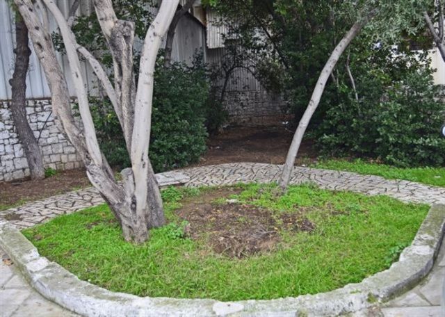 Έκοψαν για καυσόξυλα την ελιά του Πλάτωνα στην Ιερά Οδό